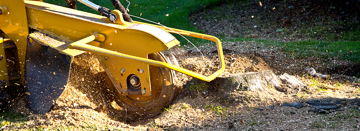 CA Stump Removal